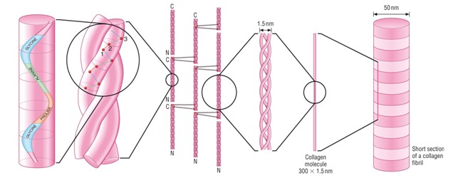 Molécula de colágeno, Collagen molecule