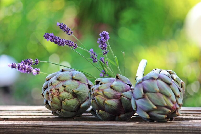 alcachofa artichoke