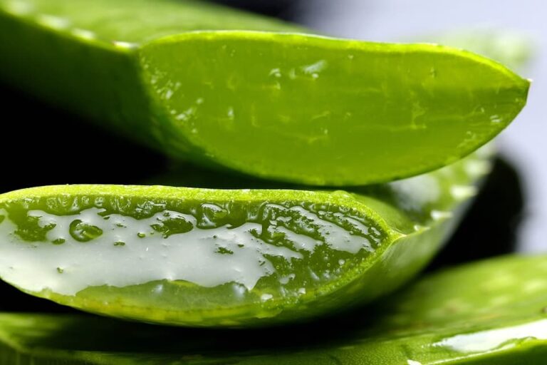 propiedades del aloe vera