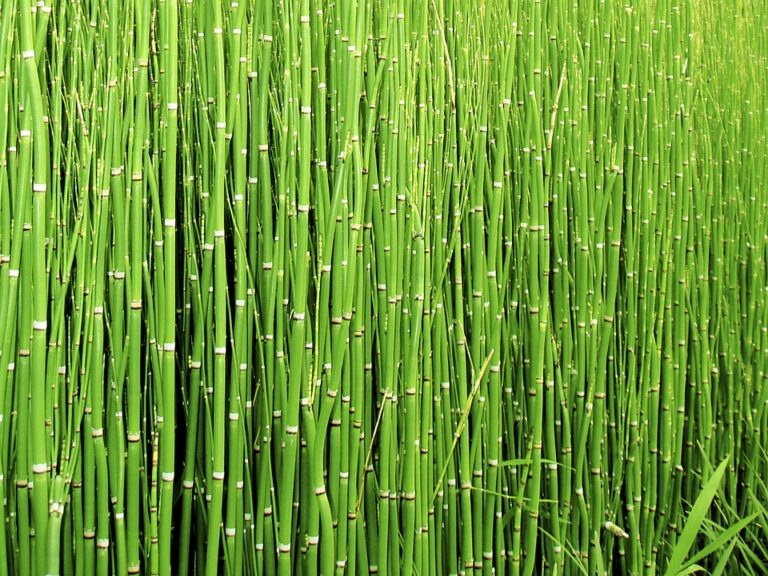 horsetail