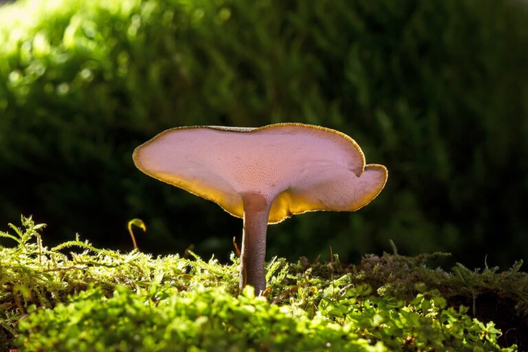 maitake shiitake and reishi for defenses