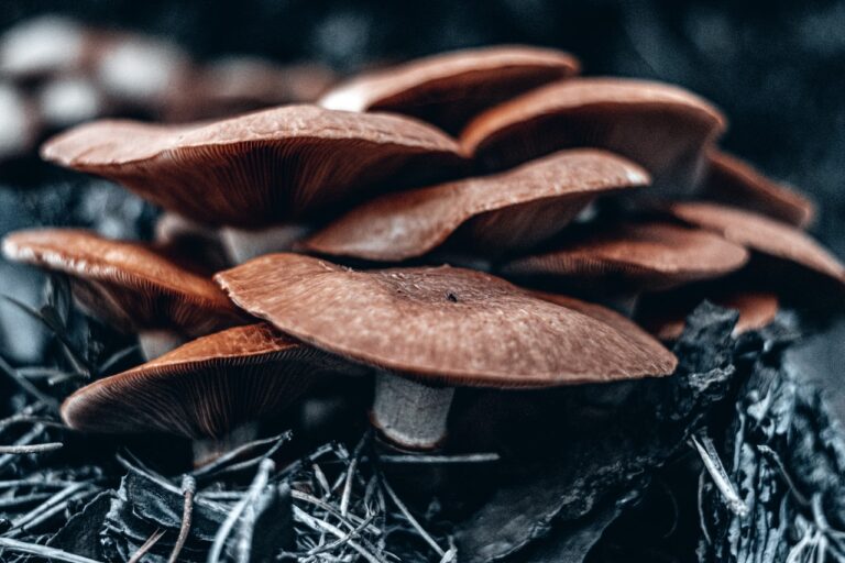 Para que servem o reishi, o shiitake e o maitake?