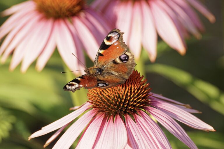 what is echinacea