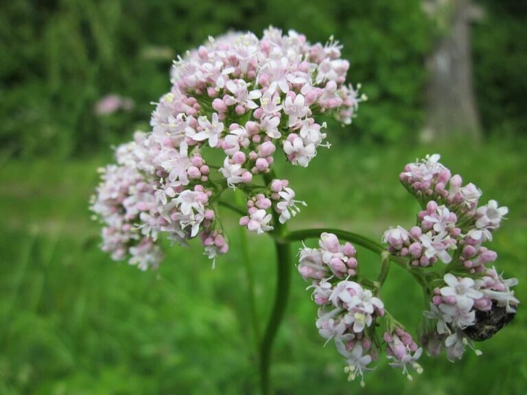 Propiedades de la valeriana